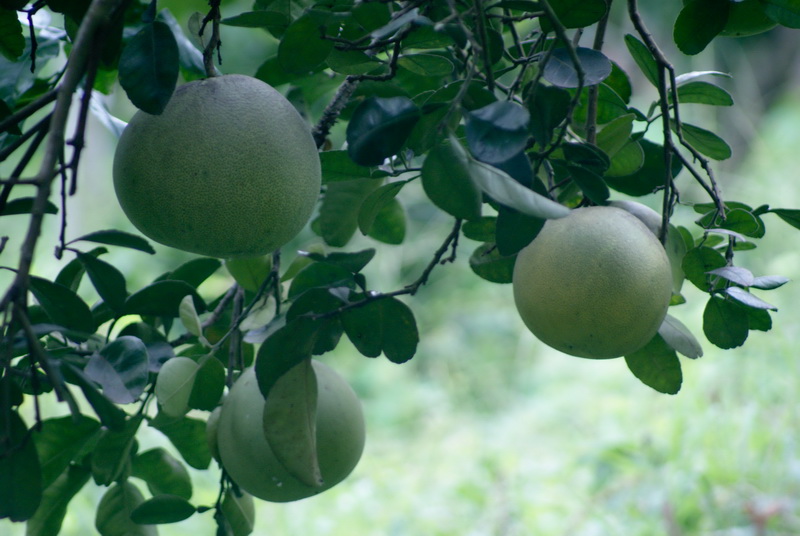 “เชิญร่วมงานเทศกาลส้มโอขาวใหญ่สมุทรสงคราม ประจำปี 2556”